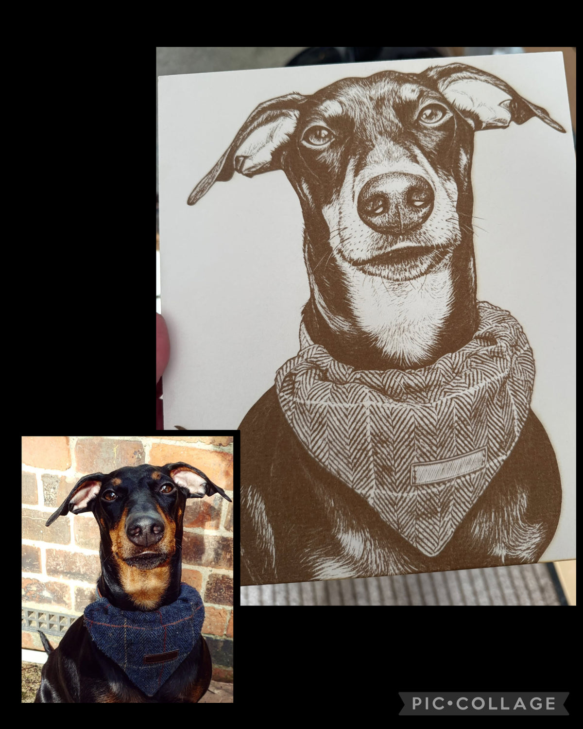 A custom pet portrait collage showing a real Manchester Terrier dog in the bottom-left inset and the resulting black-and-white engraved sketch of the dog wearing a herringbone bandana on the main sheet, set against a black background with a Pic Collage watermark.